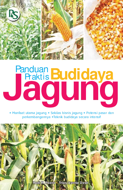 Panduan Praktis Budidaya Jagung