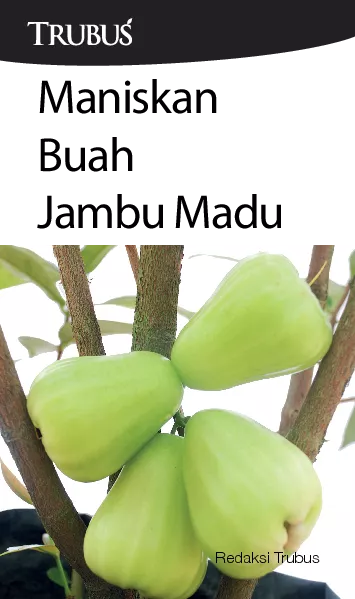 Maniskan Buah Jambu Madu