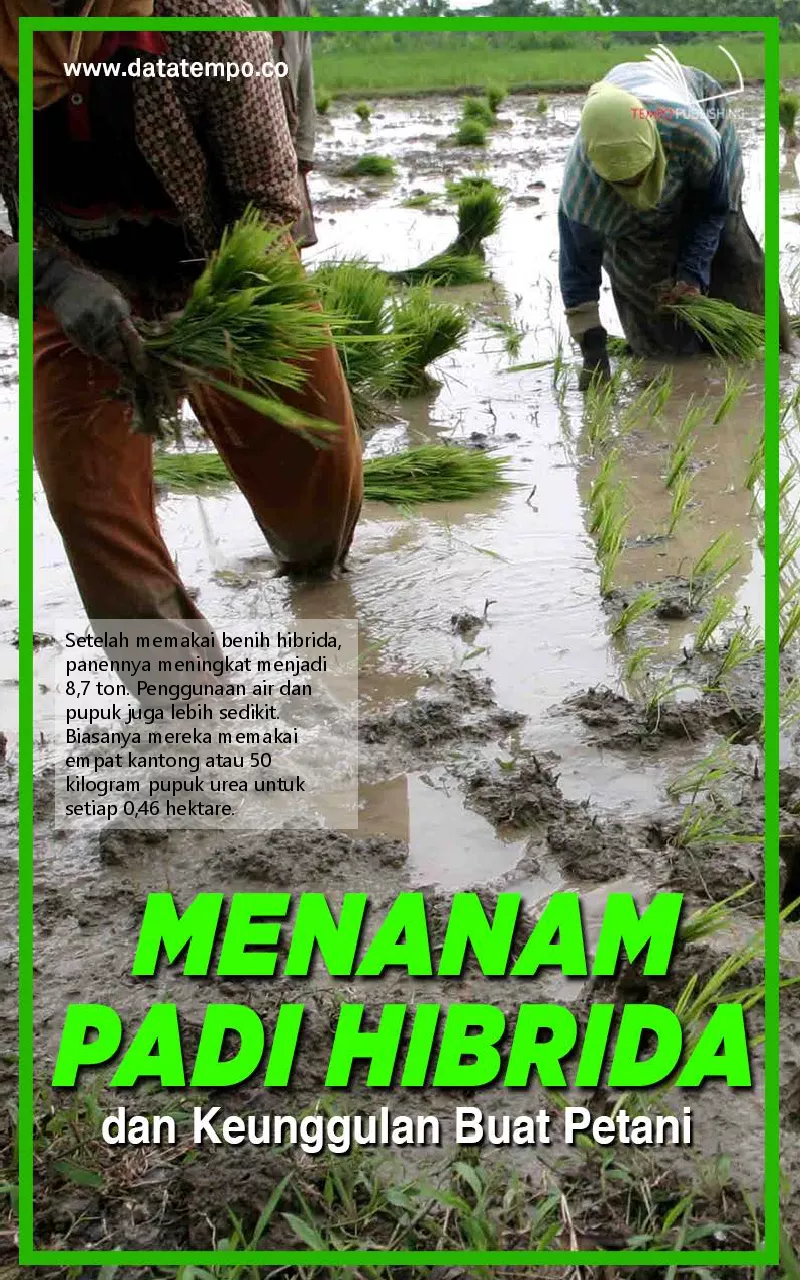Menanam padi hibrida dan keunggulan buat petani