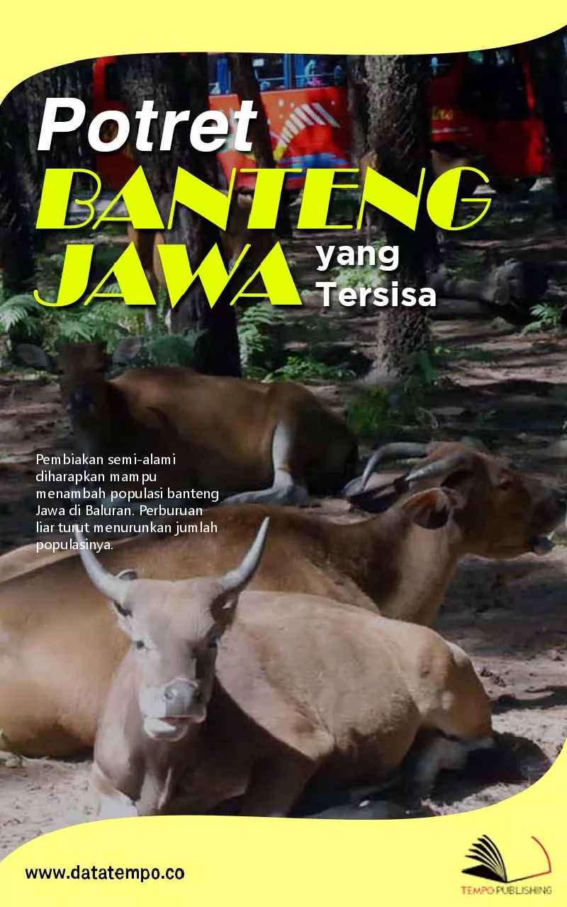 Potret Banteng Jawa yang tersisa