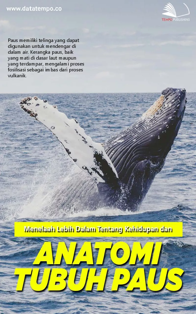 Menelaah lebih dalam tentang kehidupan dan anatomi tubuh paus
