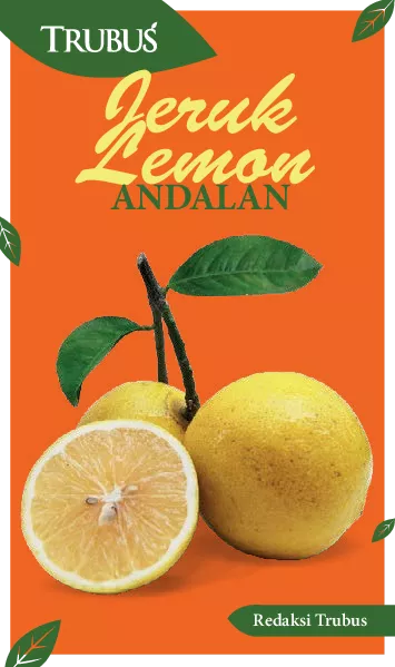 Jeruk Lemon Andalan