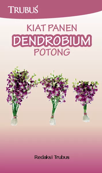 Kiat Panen Dendrobium Potong