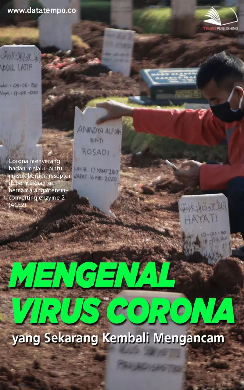 Mengenal virus corona yang sekarang kembali mengancam