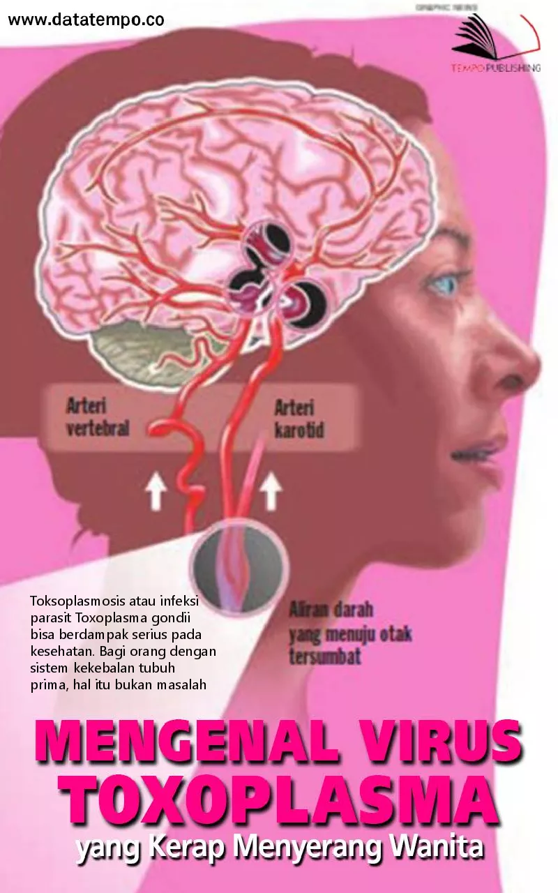 Mengenal virus toxoplasma yang kerap menyerang wanita