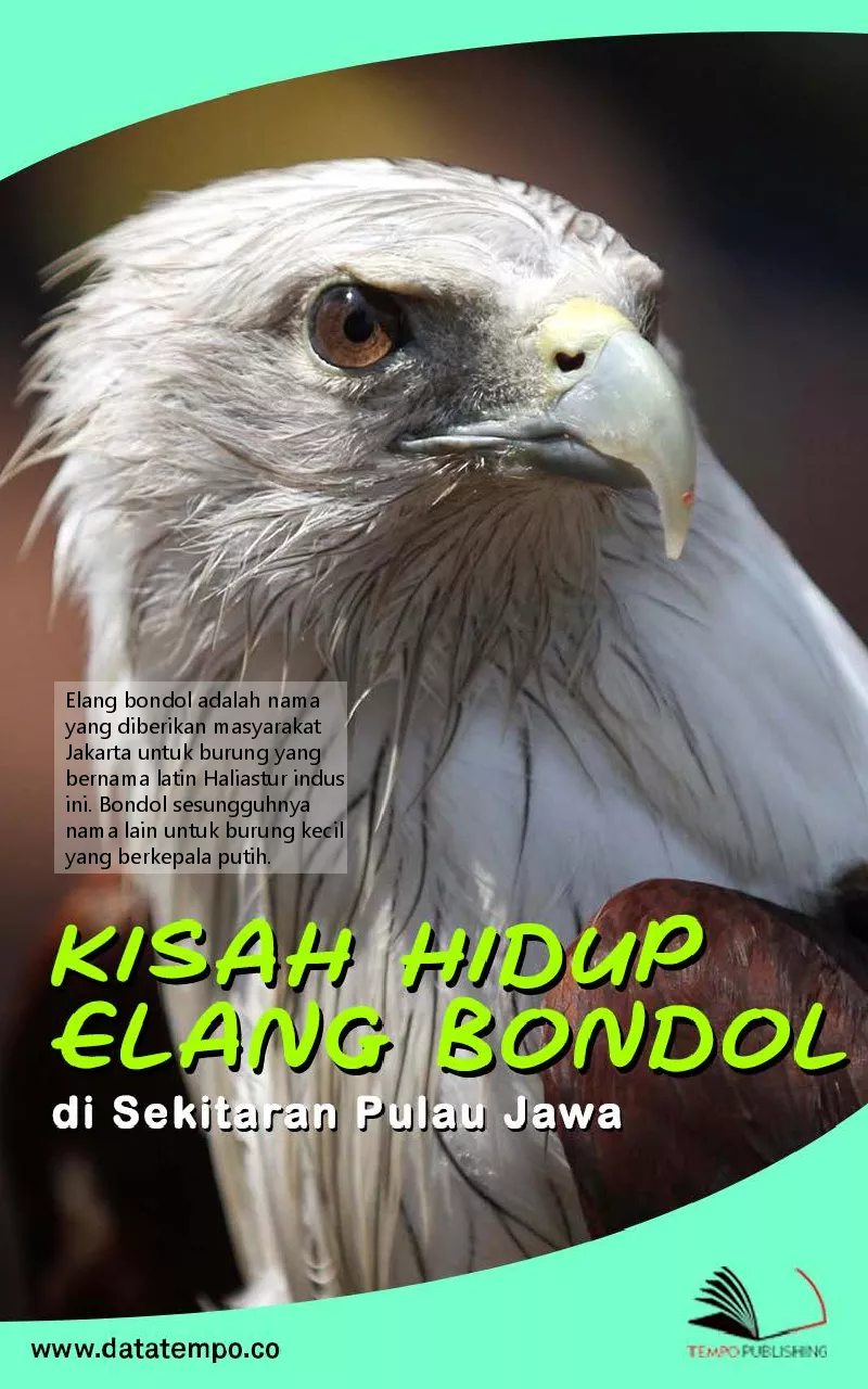 Kisah hidup elang bondol di sekitaran pulau jawa