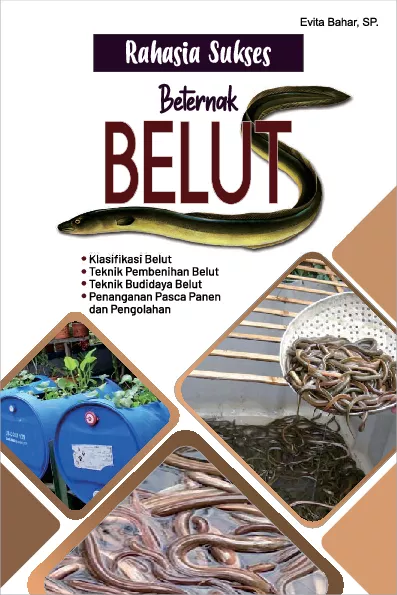 Rahasia sukses beternak belut