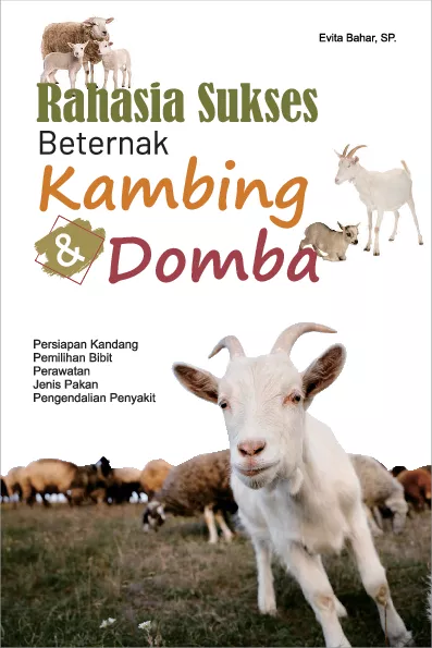 Rahasia sukses beternak kambing dan domba