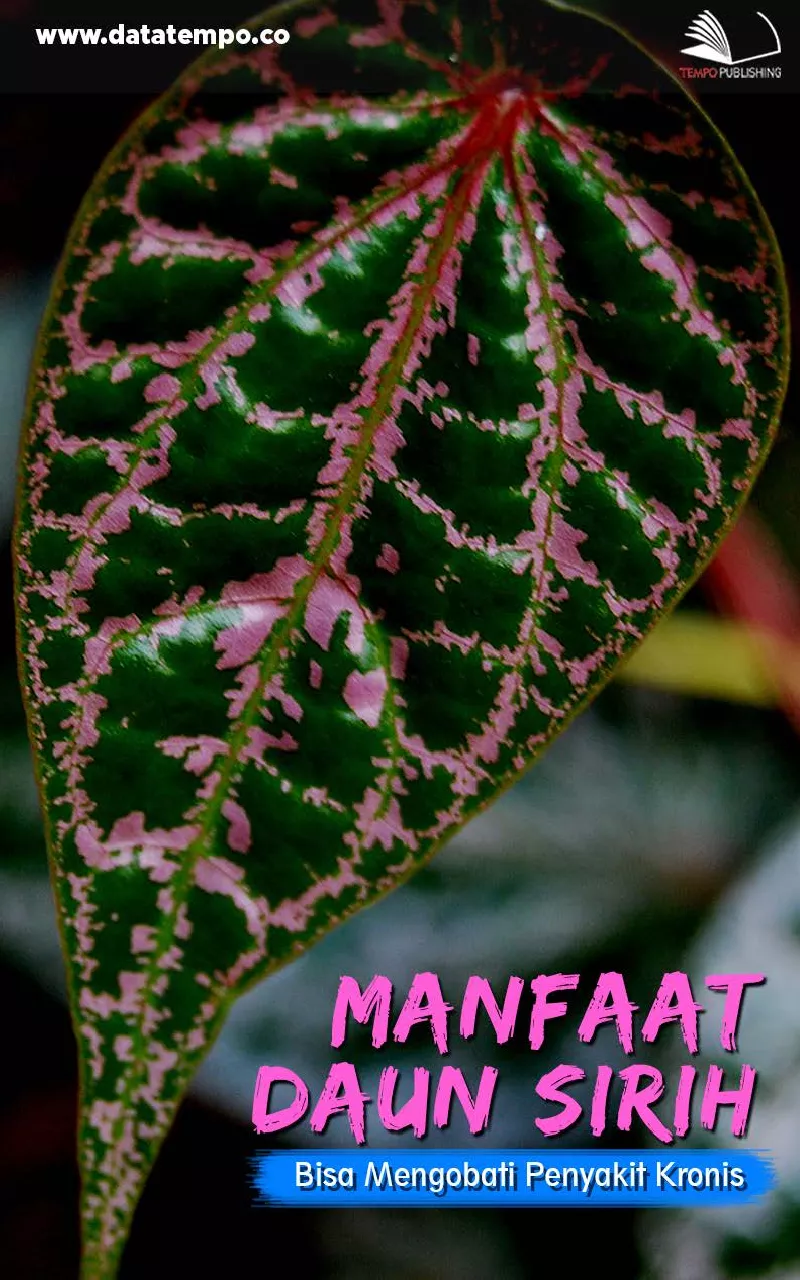 Manfaat Daun Sirih, Bisa Mengobati Penyakir Kronis