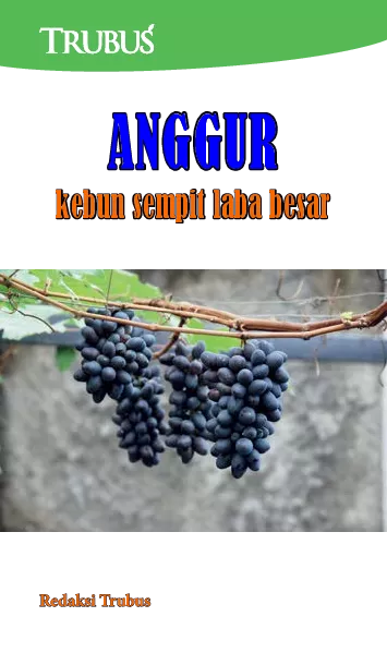 Anggur Kebun Sempit Laba Besar