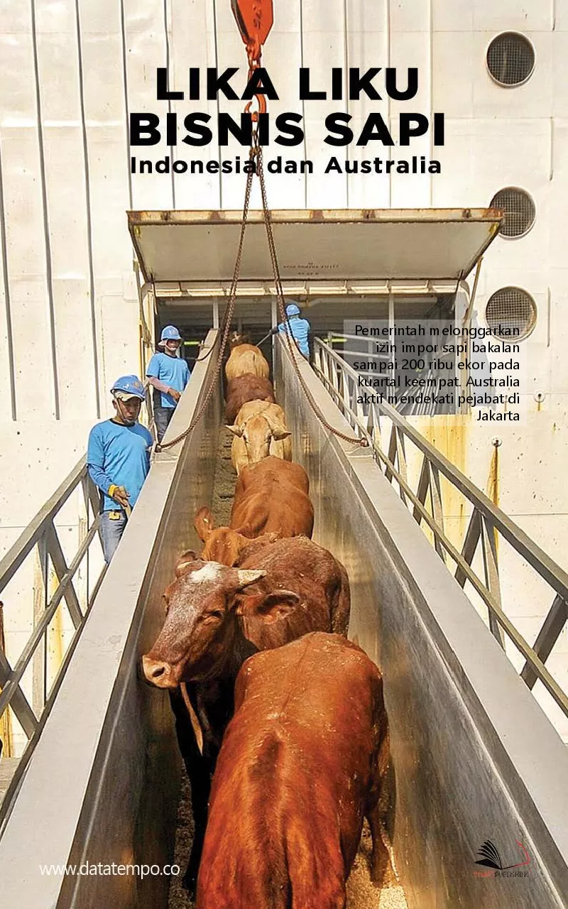Lika liku bisnis sapi Indonesia dan Australia