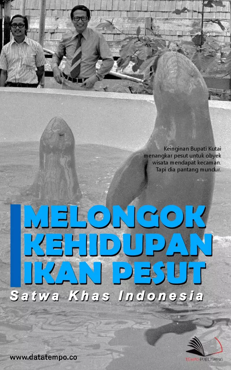 Melongok kehidupan ikan pesut, satwa khas Indonesia