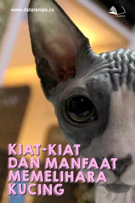 Kiat-kiat dan Manfaat Memelihara Kucing