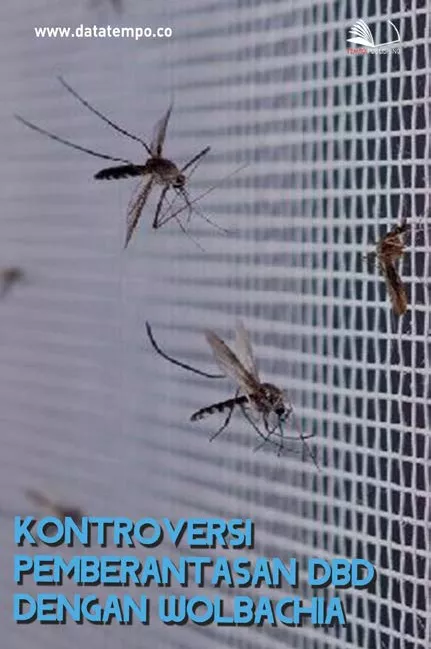 Kontroversi Pemberantasan DBD dengan Wolbachia