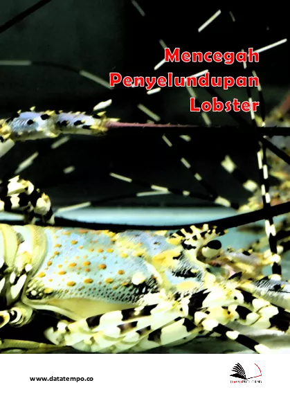 Sulitnya pemerintah mencegah penyelundupan lobster