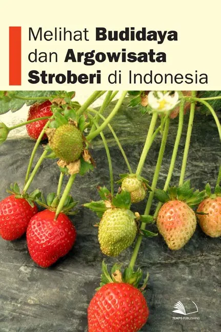 Melihat Budidaya dan Agrowisata Stroberi di Indonesia