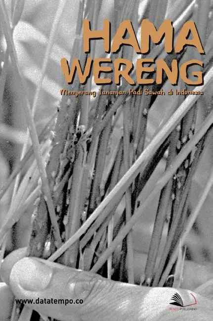Hama Wereng Menyerang Tanaman Padi Sawah di Indonesia