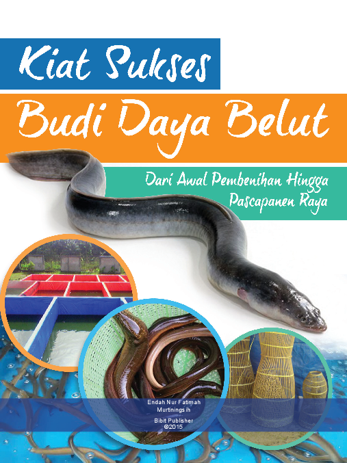 KIAT SUKSES BUDIDAYA BELUT