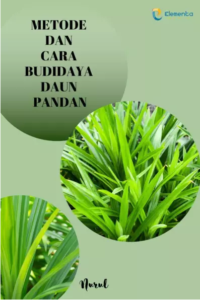 Metode dan Cara Budidaya Daun Pandan