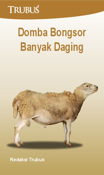 Domba Bongsor Banyak Daging