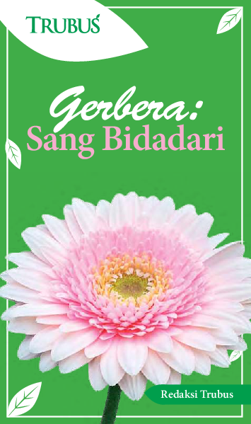 Gerbera: Sang Bidadari