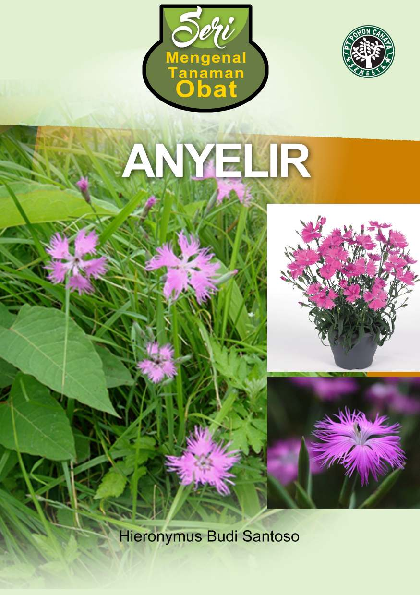 Anyelir