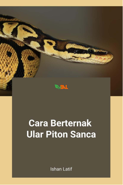 Cara Berternak Ular Piton Sanca