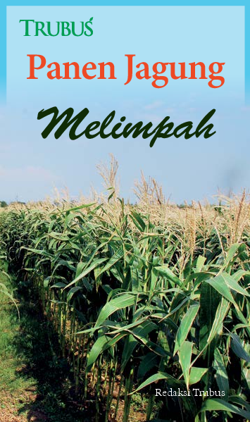 Panen Jagung Melimpah