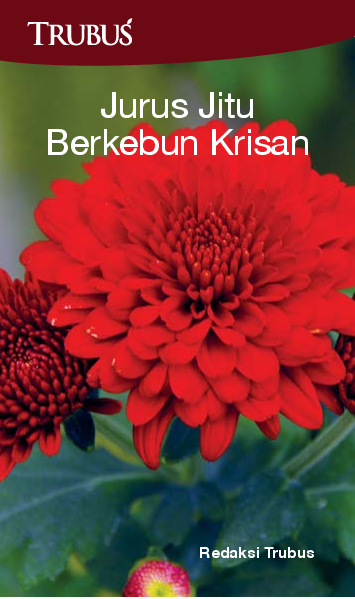 Jurus Jitu Berkebun Krisan
