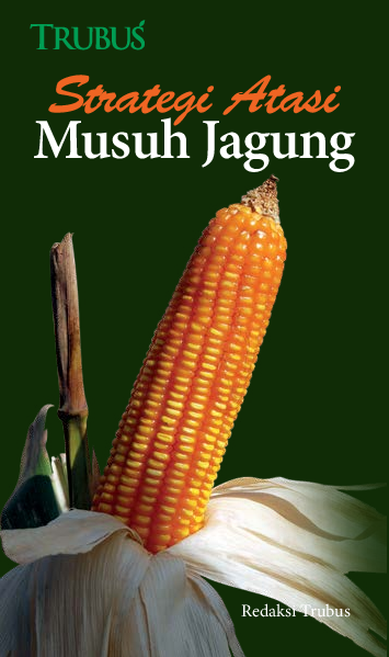 Strategi Atasi Musuh Jagung