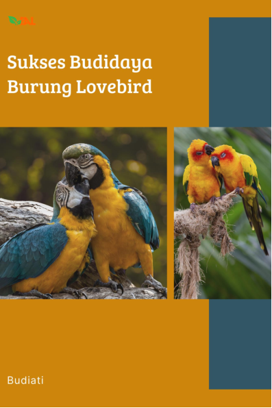 Sukses Budidaya Burung Lovebird