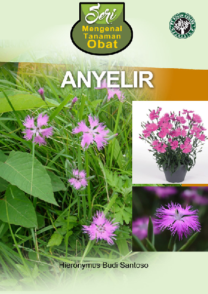 Seri Mengenal Tanaman Obat: Anyelir