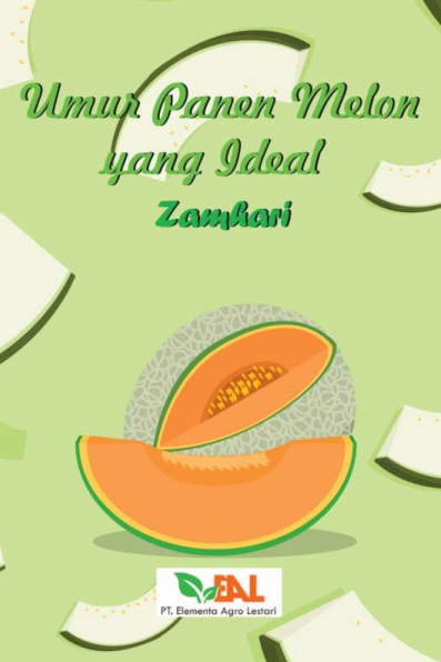 Umur Panen Melon yang Ideal