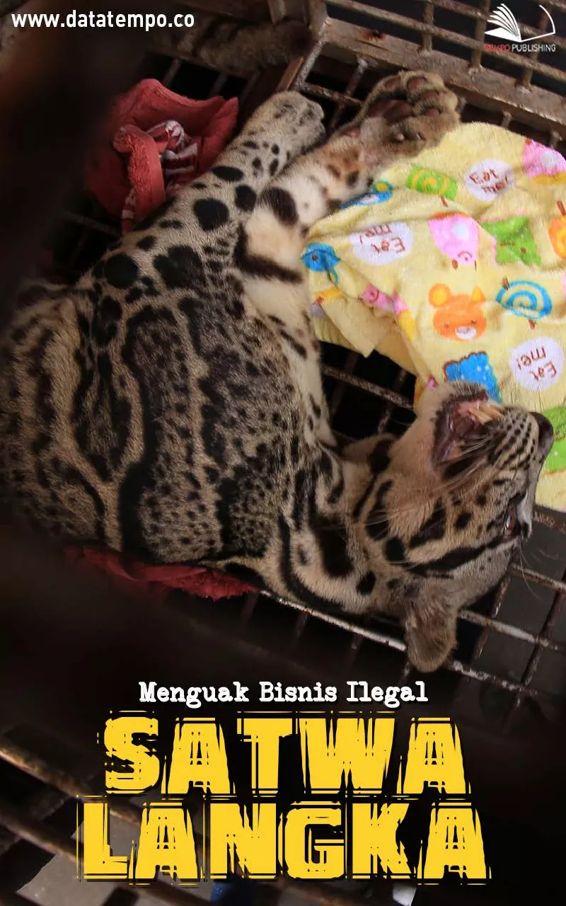 Menguak Bisnis Ilegal Satwa Langka