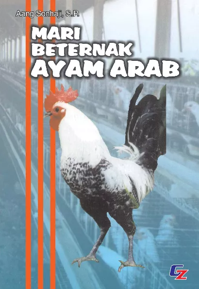 Mari Beternak Ayam Arab