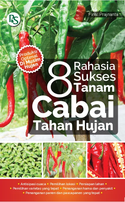 8 Rahasia Sukses Tanam Cabai Tahan Hujan