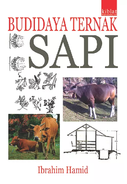 Budidaya Ternak Sapi