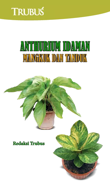 Anthurium Idaman Mangkuk Dan Tanduk