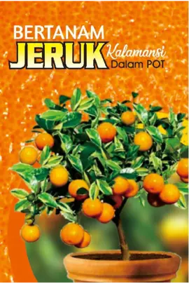 Bertanam Jeruk Kalamansi Dalam Pot