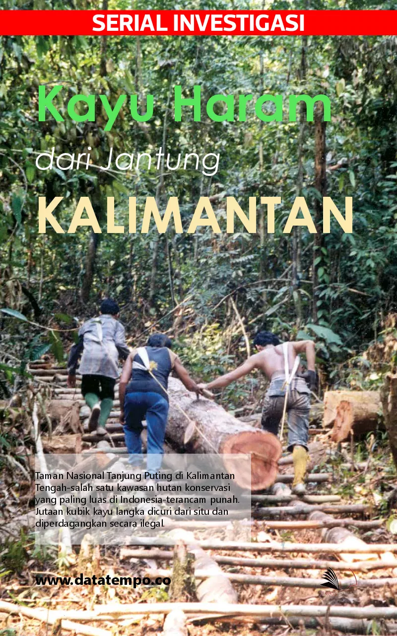 Investigasi - kayu haram dari jantung Kalimantan