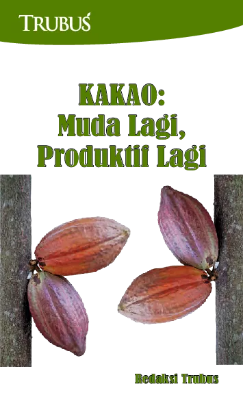 Kakao: Muda Lagi, Produktif Lagi