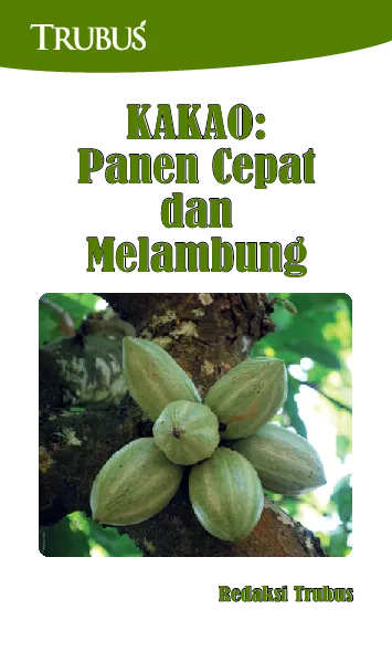 Kakao: Panen Cepat dan Melambung