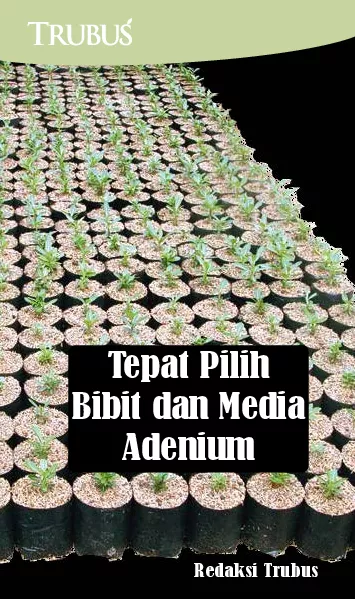 Tepat Pilih Bibit dan Media Adenium