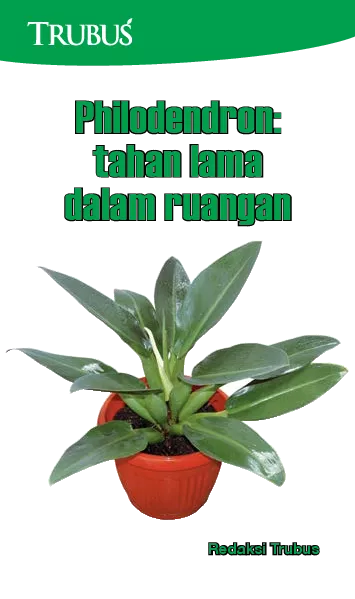 Philodendron: Tahan Lama dalam Ruangan