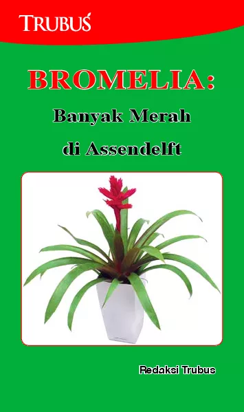 Bromelia Banyak Merah Di Assendelft