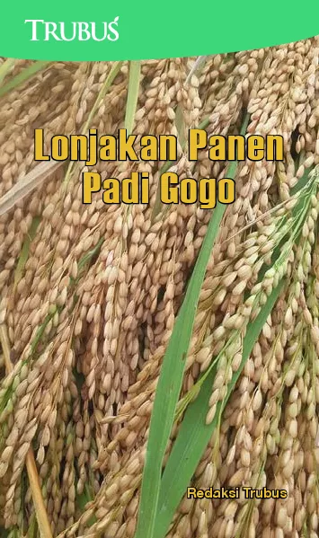 Lonjakan Panen Padi Gogo
