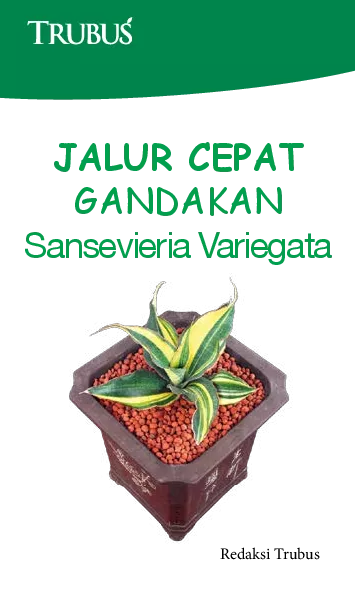 Jalur Cepat Gandakan Sansevieria Variegata