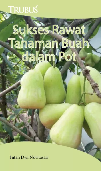 Sukses Rawat Tanaman Buah dalam Pot