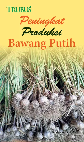 Peningkat Produksi Bawang Putih