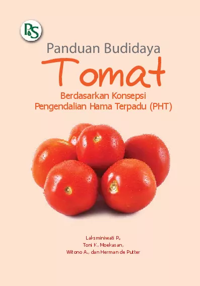 Panduan Budidaya Tomat